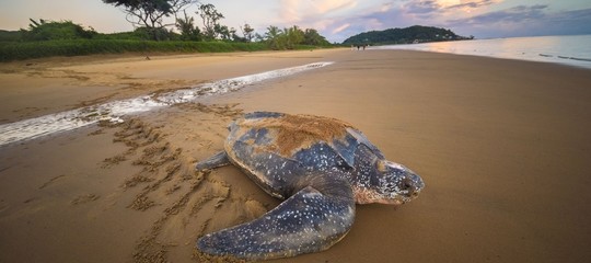 Allarme Onu su esitinzione, 1 specie su 8 sparirà a breve
