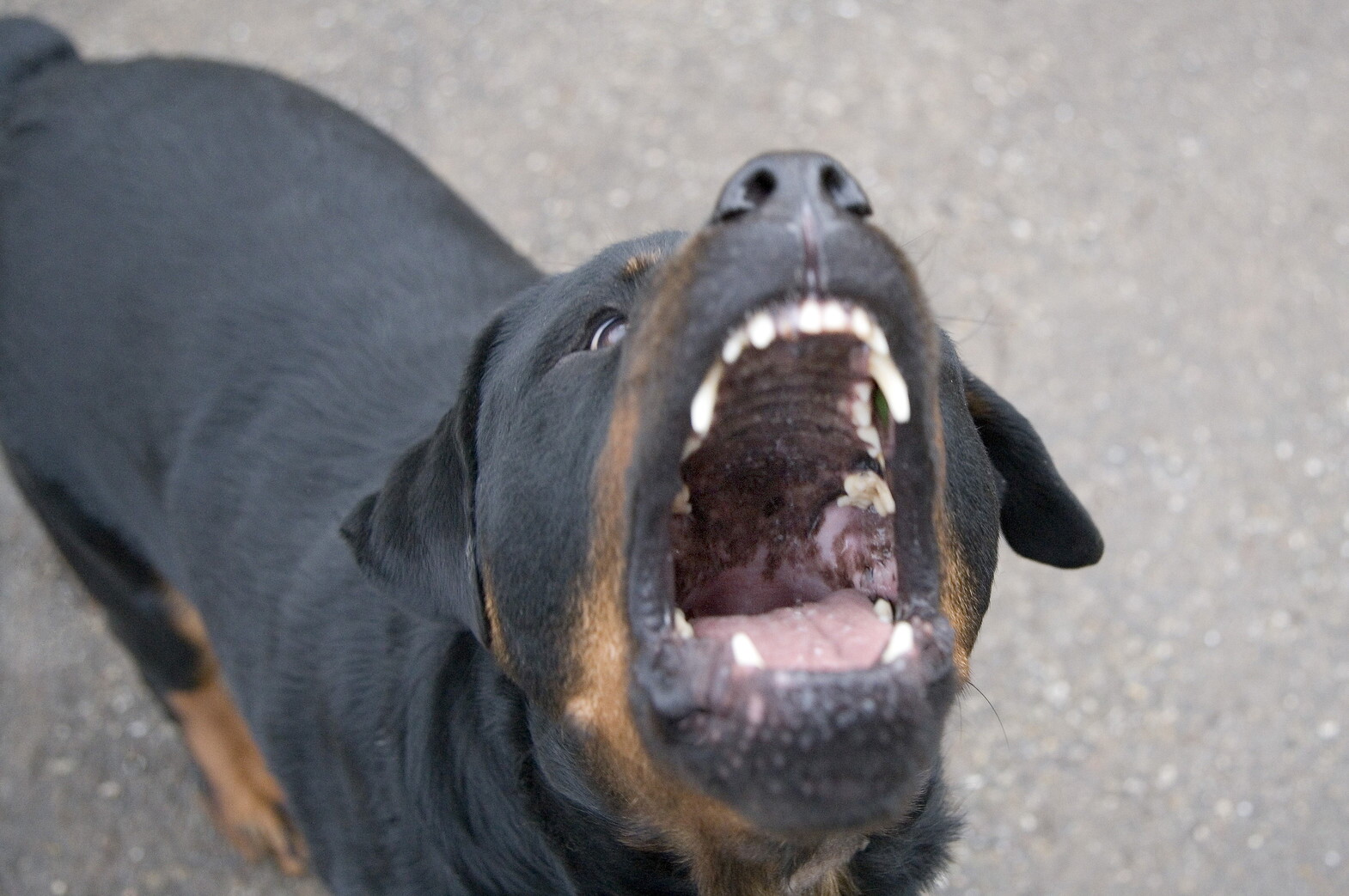 Moglie e marito aggrediti dal loro cane, lei rischia l'amputazione di un braccio