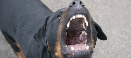 Bimba azzannata da un cane nel Torinese