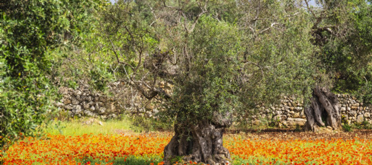 xylella uliveti a rischio