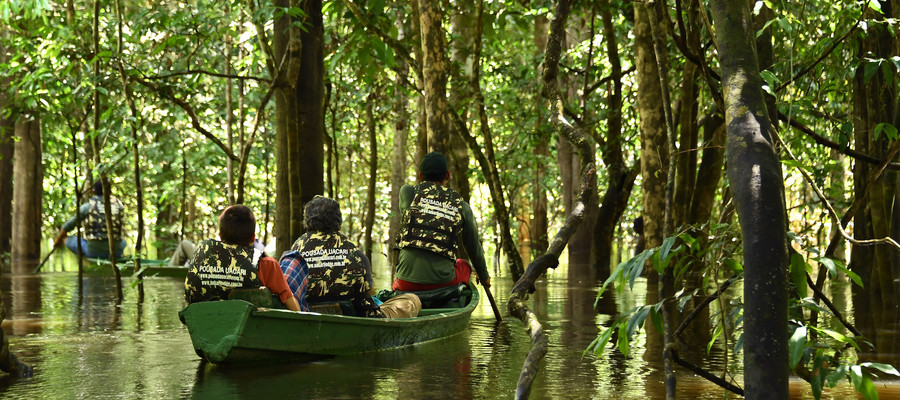 Quanta Foresta Pluviale E Sparita Soltanto Nell Ultimo Anno