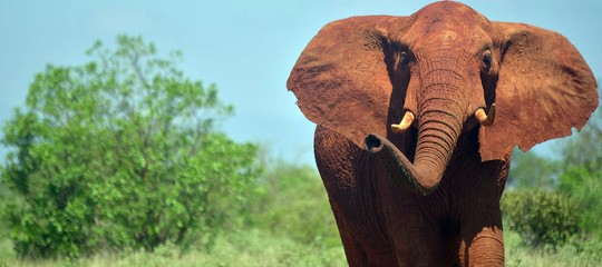 caccia elefanti africa