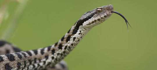 morsi serpenti