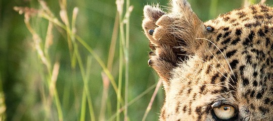 leopardo attacco sudafrica kruger