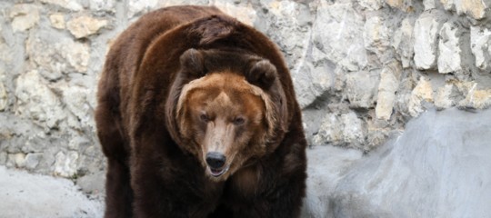escursionista attaccato da orso