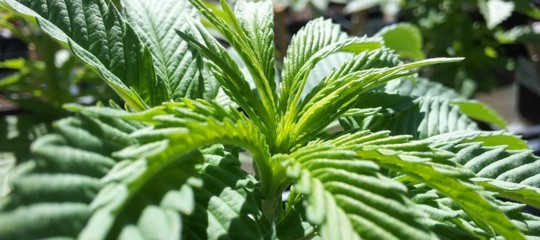 cannabis leggera scoperta funerali