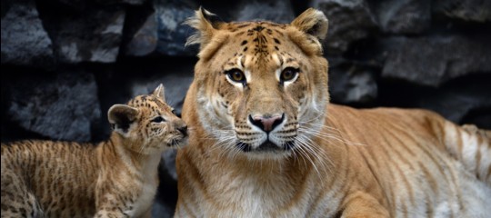 ligre tigone tiligre incrocio leone tigre