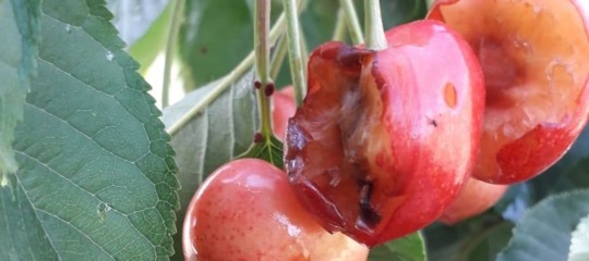 pappagallini puglia frutteti