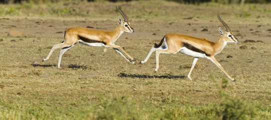 namibia animali asta siccita
