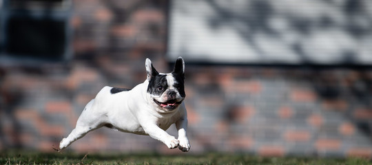 traffico bulldog francesi