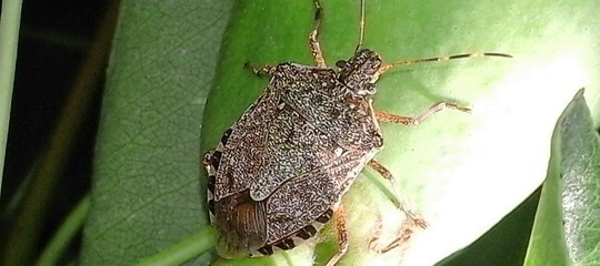 vespa samurai cimice asiatica