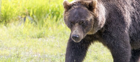 cattura orso m49 trentino