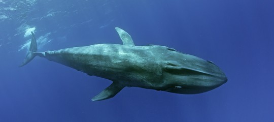 caccia balene giappone