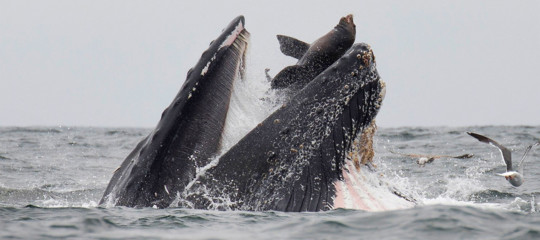 balena mangia leone marino