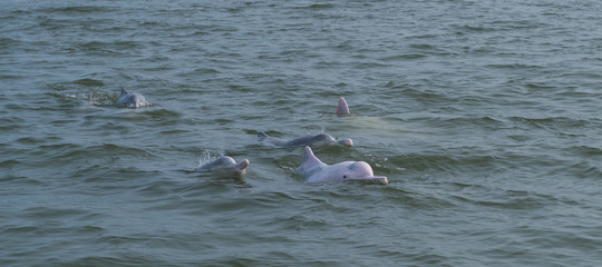 strage delfini