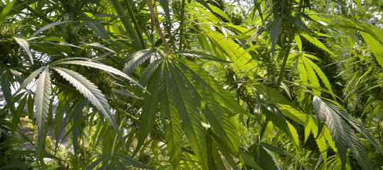 cannabis coltivata arresti