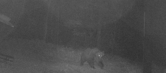 orso trentino m49 fuga avvistamenti