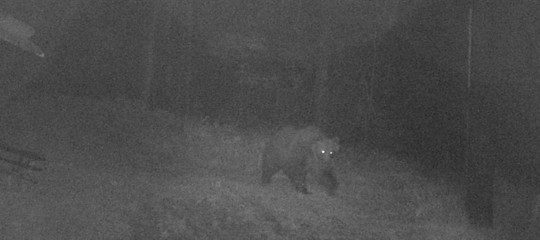 orso m49 orme