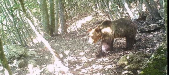 orso m49 trentino alto adige