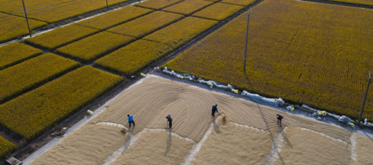 cambiamenti climatici sicurezza alimentare