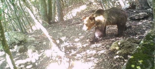 orso m 49 abbattimento