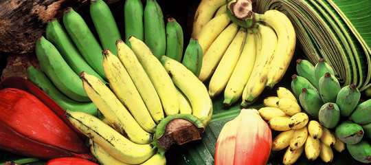 banane rischio estinzione
