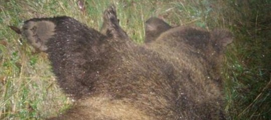 orsa investita e uccisa