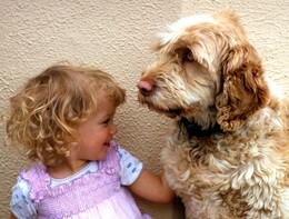 E' la giornata del cane. I romanzi e i film che celebrano una grande amicizia