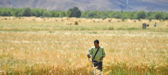 cambiamento climatico siccita orzo