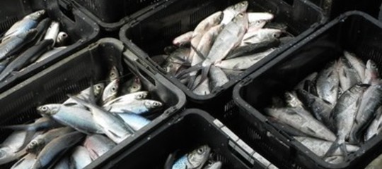 stop pesce freso fermo biologico tirreno ionio