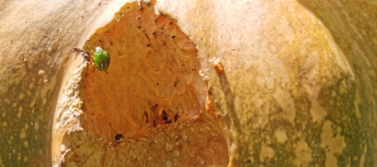 Cimice asiatica raccolti friuli venezia giulia