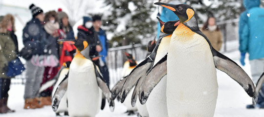 pinguini gay identita genere