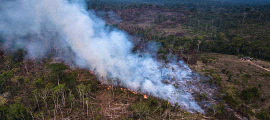alberi foreste amazzonia cambiamenti climatici