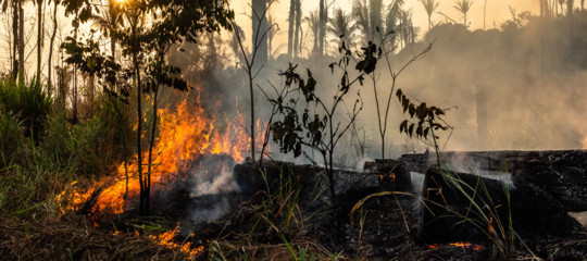 alberi foreste amazzonia cambiamenti climatici