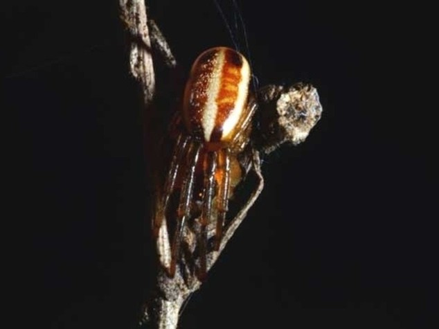 'Jurassic Spider', trovato in Dorset ragno che si credeva estinto