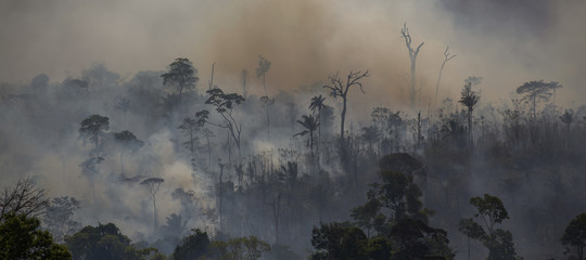 mafia legno amazzonia