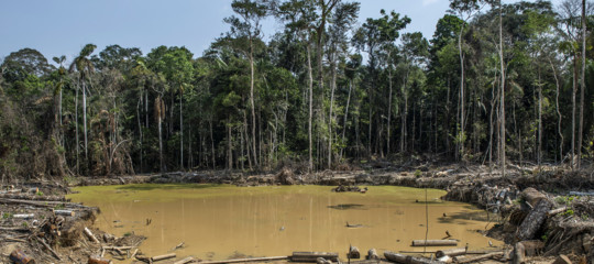 mafia legno amazzonia