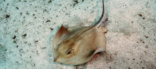 fossili razza estinti