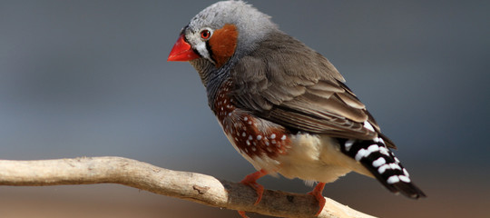 uccelli canto