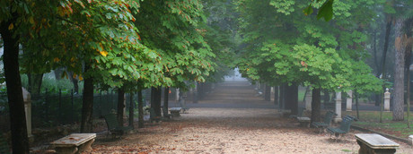 Nelle città ci sono abbastanza alberi per assorbire l'inquinamento?