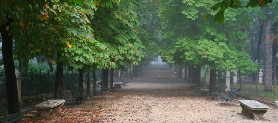 Nelle Citta Ci Sono Abbastanza Alberi Per Assorbire L Inquinamento
