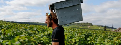 Come sta andando la vendemmia quest'anno?