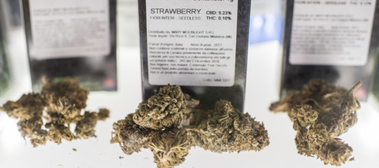 cannabis light macerata