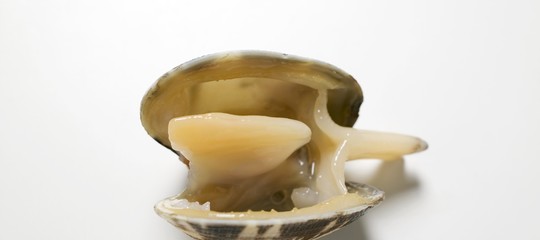 vongole italia spagna