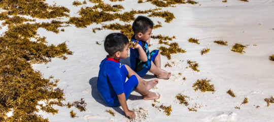 biodiversita ecosistema terra