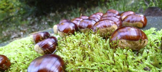 castagne raccolto cinipide galligeno