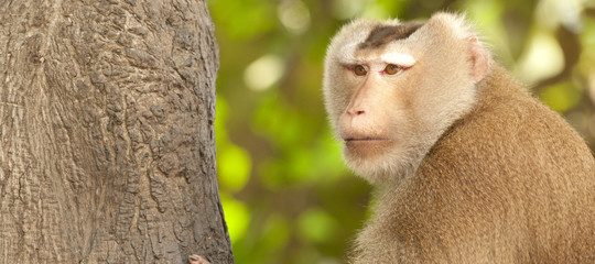 macachi ratti malesia