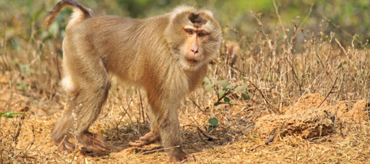 macachi ratti malesia