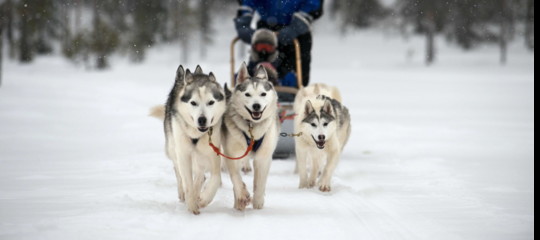 Husky lapponia overturism