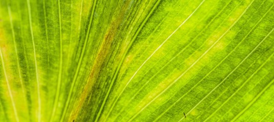 foglia sintetica assorbe co2